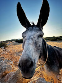 Close-up of donkey 