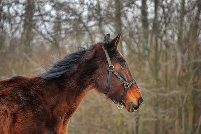 Close-up of a horse on a field