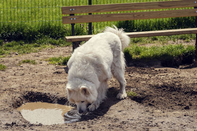 White dog standing on field