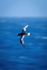 Antarctic petrel banking over ocean looking down