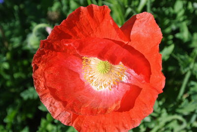 Close-up of red poppy blooming outdoors