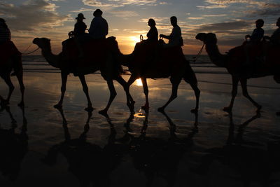 Silhouette people over camels at beach during sunset