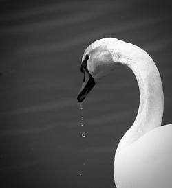 Close-up of seagull against lake