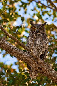 Low angle view of bird perching on tree