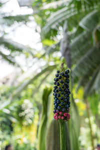 Low angle view of fruit on tree