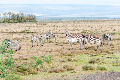High angle view of zebras standing on grassy landscape