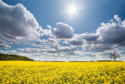 Scenic view of oilseed rape field against sky