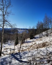 Bare trees on snow covered land