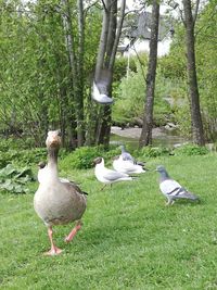 Ducks on a field