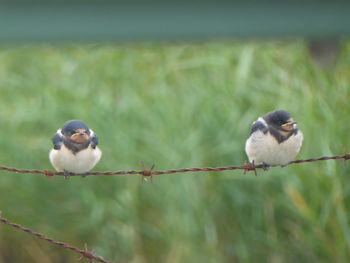 Birds perching on a metal
