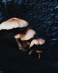 Close-up of mushroom growing in forest