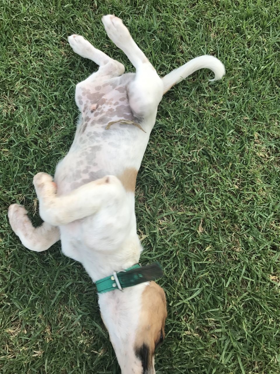 HIGH ANGLE VIEW OF WHITE DOG ON FIELD