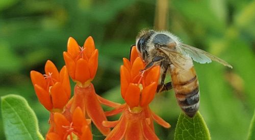 Close-up of butterfly pollinating on fresh orange flower