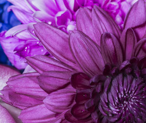 Close-up of pink flowers