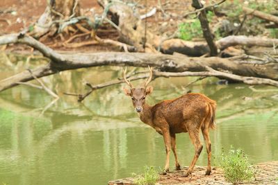 Deer in a lake