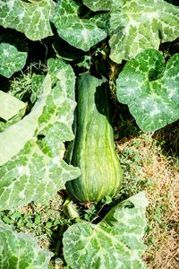 High angle view of vegetables