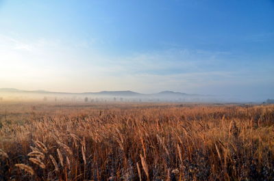 Scenic view of field against sky