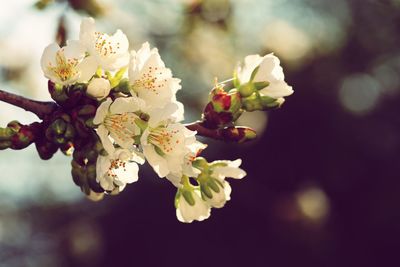 Close-up of white flowering plant