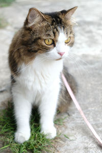 Close-up portrait of a cat