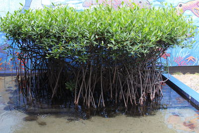 Plants growing on tree