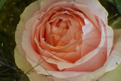 Macro shot of pink rose