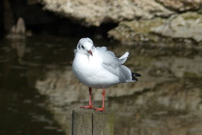 Close-up of seagull perching on wooden post