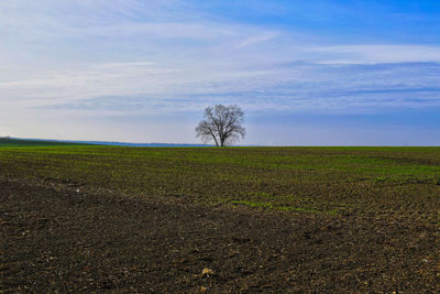 Scenic view of field against sky