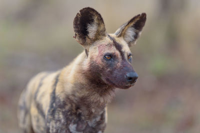 Close-up portrait of looking away