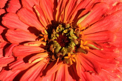 Extreme close up of red flower