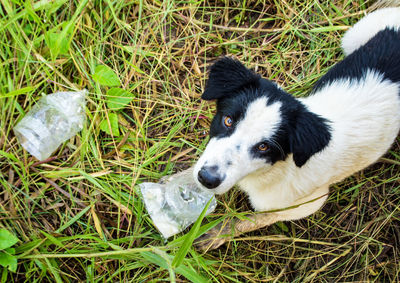 Dog eating food in plastic bag