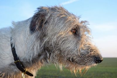 Close-up of irish wolfhound on field against sky