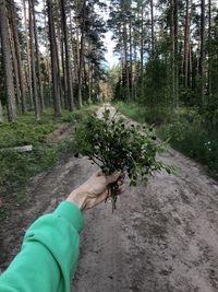 plant
