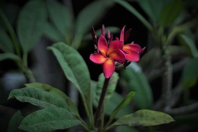 Close-up of pink flowering plant