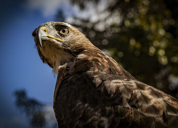 Close-up of eagle