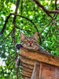 Low angle view of cat sitting on tree