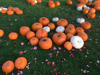 High angle view of pumpkins on field