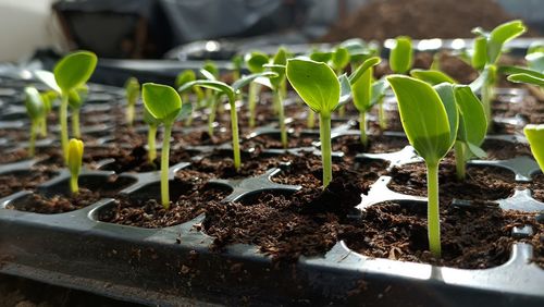Close-up of plants growing in field