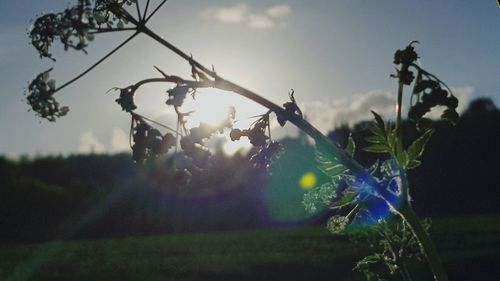 Close-up of flowering plants on field against sky during sunset