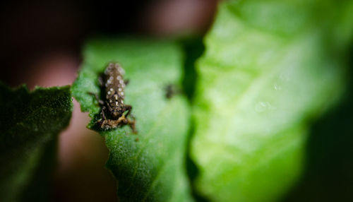 Close-up of a lizard on leaf