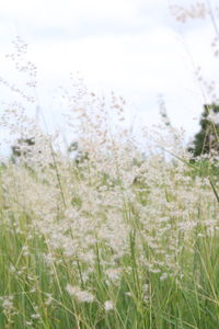 Scenic view of grassy field against sky