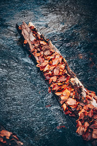 High angle view of rock by plants