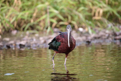 Glossy ibis plegadis falcinellus wades through a marsh and forages for food in the myakka river 