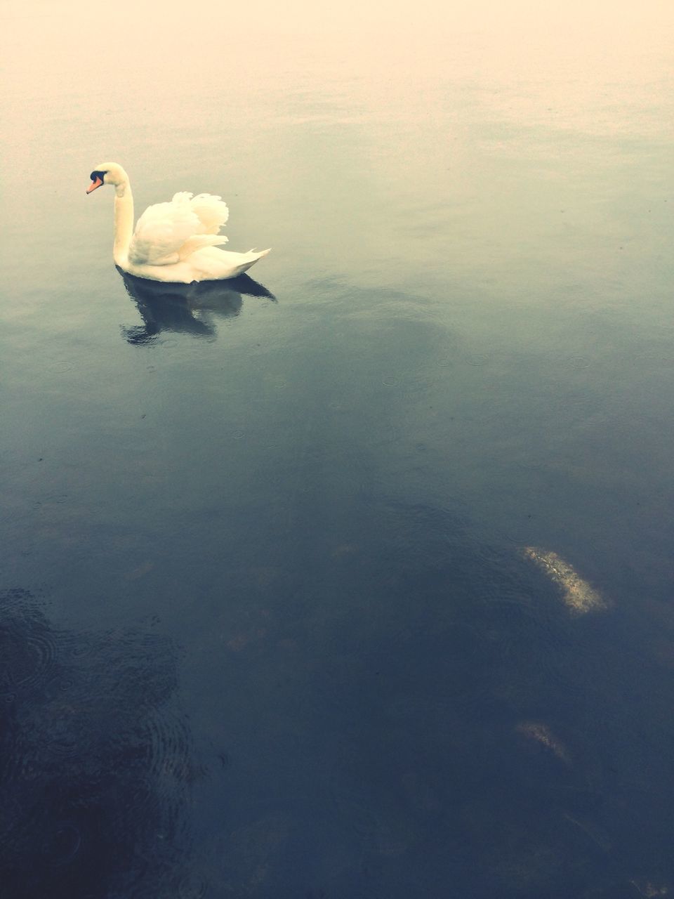 animal themes, water, bird, animals in the wild, lake, wildlife, swimming, swan, waterfront, reflection, nature, floating on water, high angle view, duck, water bird, rippled, tranquility, beauty in nature, outdoors, medium group of animals