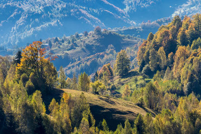Scenic view of forest during autumn