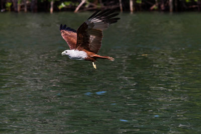 Eagle flying over water