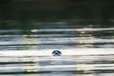 View of turtle swimming in sea