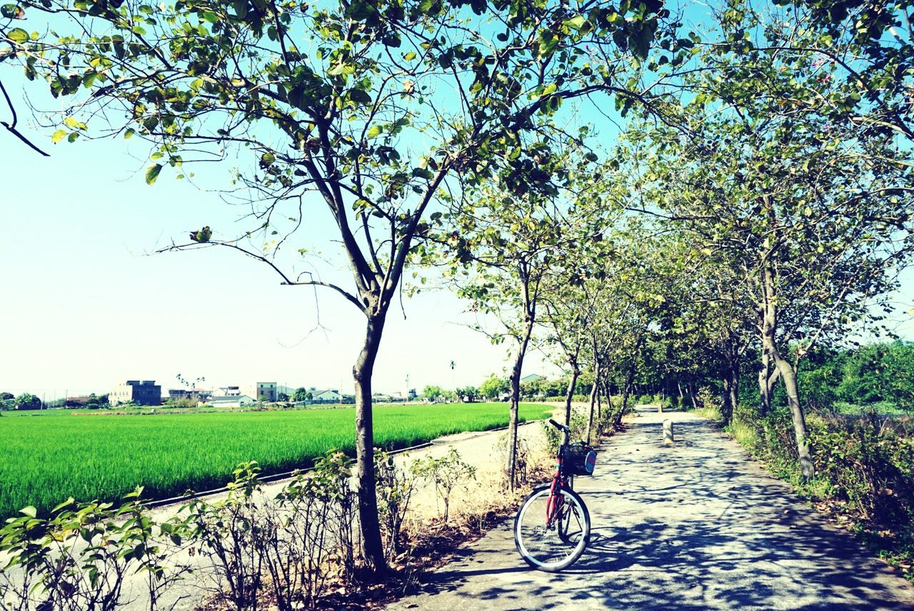 tree, bicycle, transportation, mode of transport, branch, grass, land vehicle, growth, tranquility, green color, nature, footpath, stationary, parking, day, road, tranquil scene, parked, tree trunk, building exterior