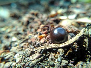 Close-up of animal shell