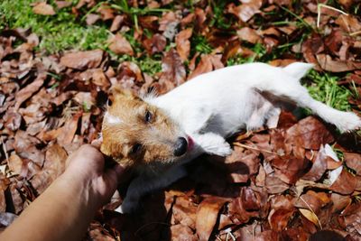 Close-up of hand holding a dog