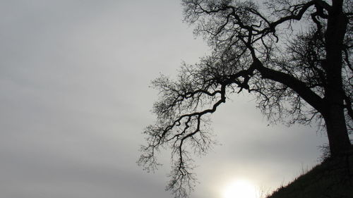 Low angle view of silhouette tree against clear sky